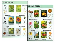 Коллекция "Семена и плоды" - fgospostavki.ru - Тюмень