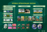 Электрифицированный стенд "Уровни организации жизни" - fgospostavki.ru - Тюмень