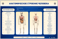 Электрифицированный стенд-тренажер c макетом скелета "Анатомическое строение человека" - fgospostavki.ru - Тюмень