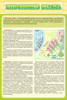 Стенд "Биосинтез белка" - fgospostavki.ru - Тюмень