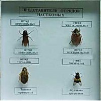 Коллекция энтомологическая "Представители отряда насекомых" - fgospostavki.ru - Тюмень