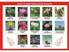 Таблица демонстрационная "Растения Красной книги" (винил 100*140) - fgospostavki.ru - Тюмень