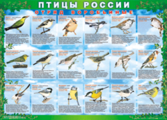 Комплект таблиц "Птицы России (4 листа)" (100х140 сантиметров, винил) - fgospostavki.ru - Тюмень
