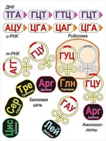 Модель-аппликация Биосинтез белка - fgospostavki.ru - Тюмень
