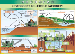 Таблица "Круговорот веществ в биосфере" (100х140 сантиметров, винил) - fgospostavki.ru - Тюмень