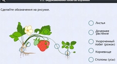 Интерактивные курсы. Биология 7 класс. Расширенный. - fgospostavki.ru - Тюмень