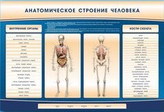 Электрифицированный стенд-тренажер c макетом скелета "Анатомическое строение человека" - fgospostavki.ru - Тюмень