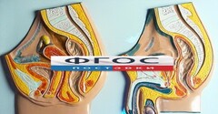 Модель барельефная "Таз мужской и таз женский" - fgospostavki.ru - Тюмень