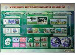 Электрифицированный стенд "Уровни организации жизни" - fgospostavki.ru - Тюмень
