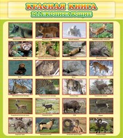 Стенд "Красная книга - млекопитающие" - fgospostavki.ru - Тюмень