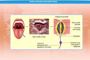 Интерактивные курсы. Биология 10 класс. Расширенный. - fgospostavki.ru - Тюмень