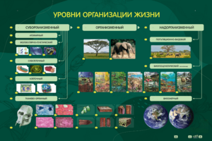 Электрифицированный стенд "Уровни организации жизни" - fgospostavki.ru - Тюмень