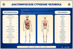 Электрифицированный стенд-тренажер c макетом скелета "Анатомическое строение человека" - fgospostavki.ru - Тюмень