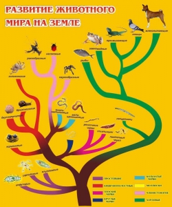 Стенд "Развитие животного мира на земле" - fgospostavki.ru - Тюмень