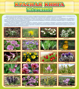Стенд "Красная книга - растения" - fgospostavki.ru - Тюмень