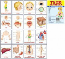 Раздаточные карточки "Тело человека" - fgospostavki.ru - Тюмень