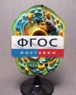 Модель "Клетка растения" - fgospostavki.ru - Тюмень