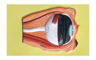 Модель барельефная "Строение глаза" - fgospostavki.ru - Тюмень