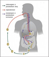 Модель-аппликация Цикл развития аскариды - fgospostavki.ru - Тюмень