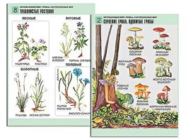 Комплект таблиц "Окружающий мир. Грибы. Растительный мир" (12 таблиц, А1, ламинированные) - fgospostavki.ru - Тюмень