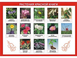Таблица демонстрационная "Растения Красной книги" (винил 70*100) - fgospostavki.ru - Тюмень