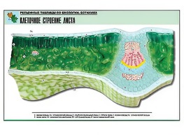 Рельефная таблица "Клеточное строение листа" (формат А1, матовое ламинирование) - fgospostavki.ru - Тюмень