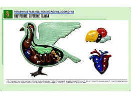 Рельефная таблица "Внутреннее строение голубя" (формат А1, матовое ламинирование) - fgospostavki.ru - Тюмень
