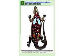 Рельефная таблица "Внутреннее строение ящерицы" (формат А1, матовое ламинирование) - fgospostavki.ru - Тюмень