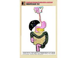Рельефная таблица "Пищеварительный тракт" (формат А1, матовое ламинирование) - fgospostavki.ru - Тюмень