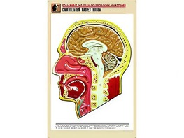 Рельефная таблица "Сагиттальный разрез головы" (формат А1, матовое ламинирование) - fgospostavki.ru - Тюмень