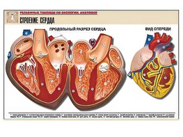 Рельефная таблица "Строение сердца" (формат А1, матовое ламинирование) - fgospostavki.ru - Тюмень