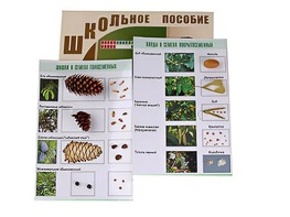 Коллекция "Шишки, плоды, семена деревьев и кустарников" - fgospostavki.ru - Тюмень
