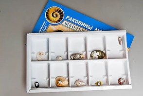 Коллекция "Раковины моллюсков" - fgospostavki.ru - Тюмень
