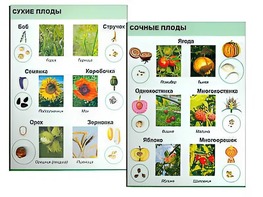 Коллекция "Семена и плоды" - fgospostavki.ru - Тюмень