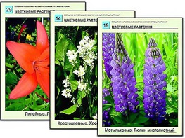 Гербарий фотографический "Основные группы растений" - fgospostavki.ru - Тюмень