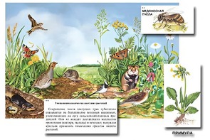 Магнитный плакат-аппликация "Луг: биоразнообразие и взаимосвязи в сообществе" - fgospostavki.ru - Тюмень