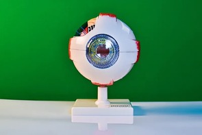 Модель глаза - fgospostavki.ru - Тюмень