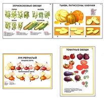 Плакаты ПРОФТЕХ "Ассортимент овощных культур" (12 пл, винил, 70х100) - fgospostavki.ru - Тюмень