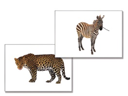 Дидактическое пособие "Дикие животные" - fgospostavki.ru - Тюмень