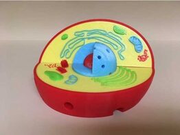 Модель растительной клетки - fgospostavki.ru - Тюмень