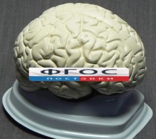 Модель "Мозг в разрезе" (белый) - fgospostavki.ru - Тюмень