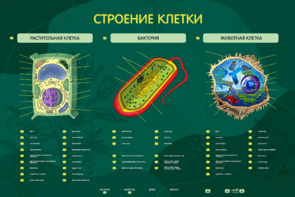 Электрифицированный стенд "Строение клетки" с маркерными полями - fgospostavki.ru - Тюмень