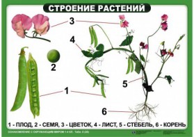 Комплект таблиц "Ознакомление с окружающим миром 1-4 класс" - fgospostavki.ru - Тюмень